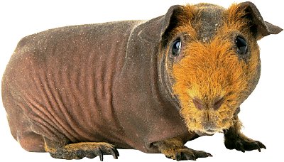 Guinea Pig