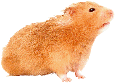 Hamster