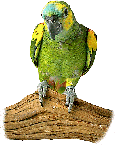 Parrot